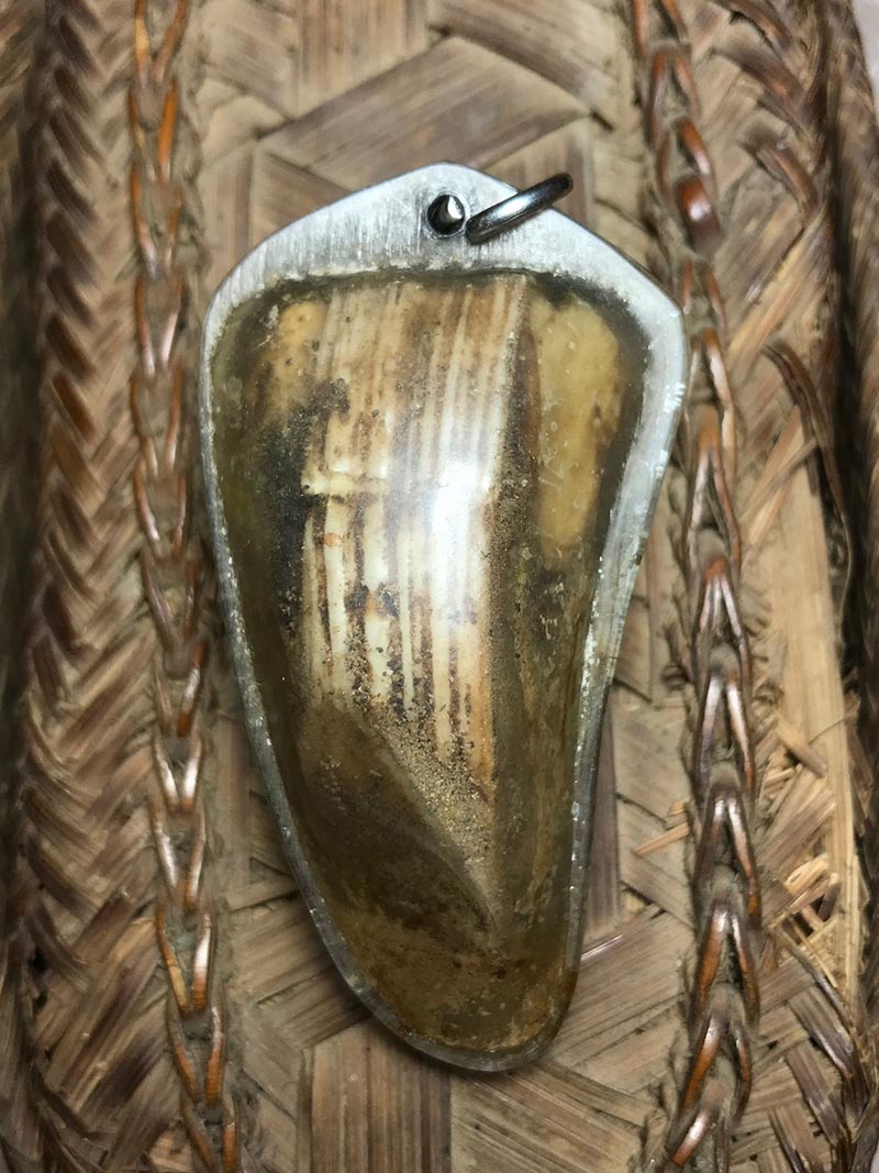 เขี้ยวหมูตันกระเด็น