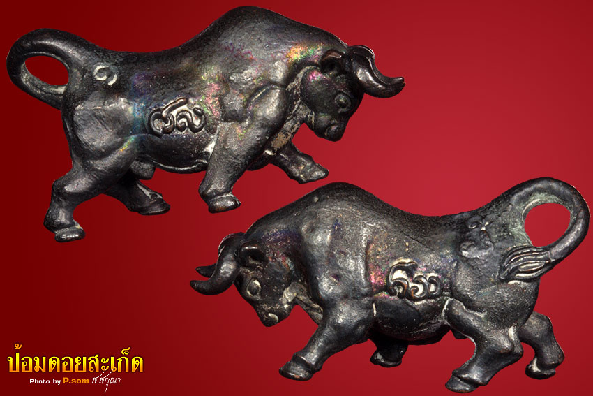 วัวธนู ครูบาคำแสน รุ่น 2 สวยแชมป์